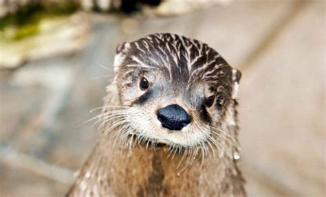 River Otters: These Elusive Creatures Could Be on the Move in Texas