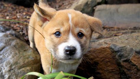 Dingo puppies take centre stage at Featherdale Wildlife Park | The ...