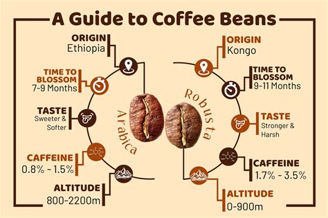 Coffee Beans | A Guide | Hetal's Homemade