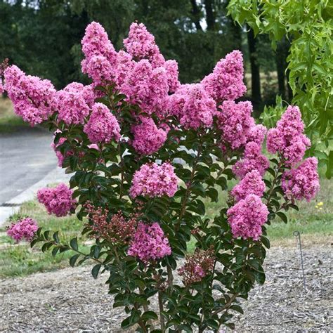 Crape Myrtle (Lagerstroemia indica) | Tooth Mountain Nursery