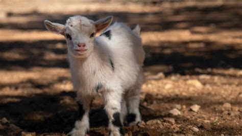 Video of Baby Goat Following Her Mom Around the House Couldn’t Be ...