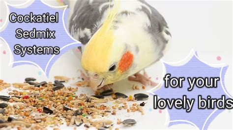 Best seed mix for cockatiel birds winter and summer | - YouTube