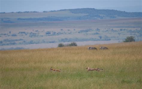 Cheetah and Gazelle | Sean Crane Photography