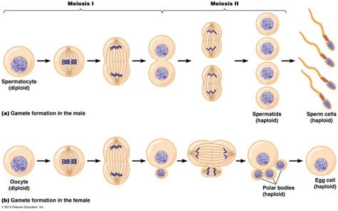 Pin on Cell Growth & Division