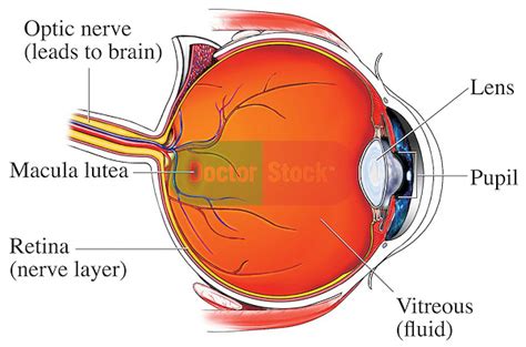 Opiniones de macula lutea