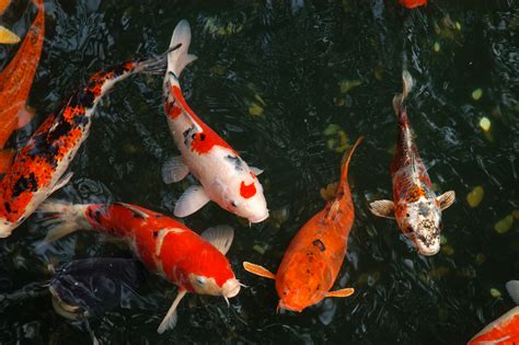 Pond Fish Types