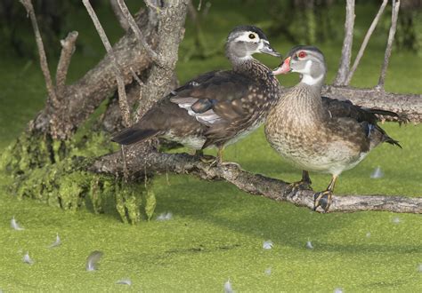 Wood ducks In Molt – Wildlife In Nature