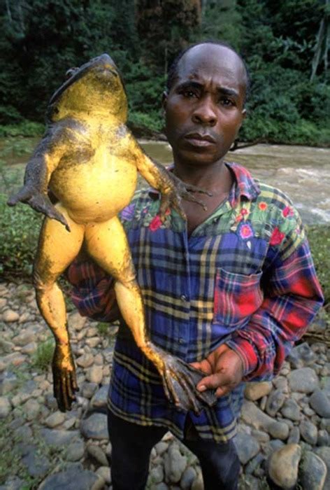 What is the Largest Frog in the World