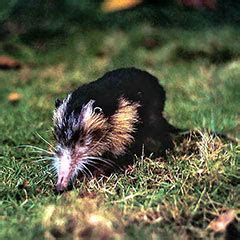 Cuban Solenodon Conservation | Zoo New England