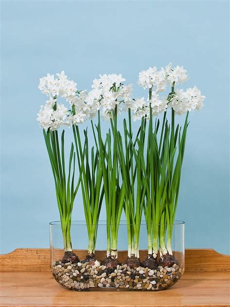 Paperwhites | Winter Flower Garden Indoors: Blooming Plants to Grow In ...