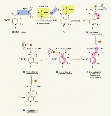 Pyridoxal phosphate - Alchetron, The Free Social Encyclopedia