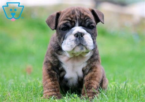 Baby | English Bulldog Puppy For Sale | Keystone Puppies