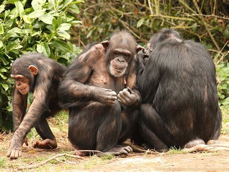 Amazing African Animals: Endangered African Chimps With Little Babbies