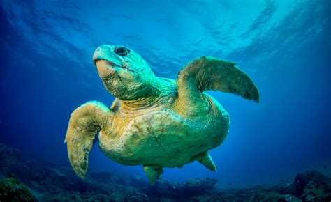 Loggerhead SeaTurtle | Endangered Species | Animal Planet