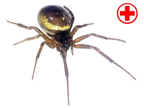 False widow spider bite | False widow bite treatment