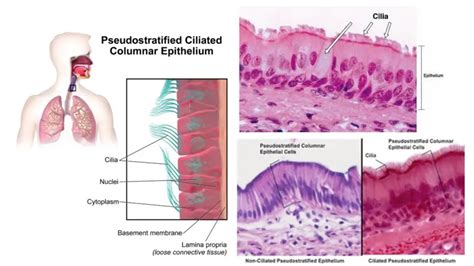 Pseudostratified Columnar Epithelium - Definition, Structure, Function ...