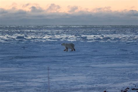 The Ultimate Exclusive Polar Bear Viewing Experience | Arctic Kingdom