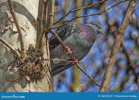 Close up pigeon in nature stock image. Image of freedom - 138737617