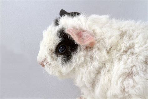 Merino » Guinea Pig Pet Profile: Cage, Food, Care, Bedding