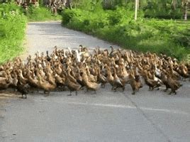 Ducks In A Row GIFs - Find & Share on GIPHY