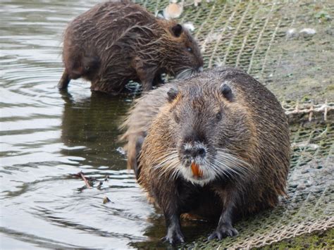 Muskrat Control: Trapping & Removal Service