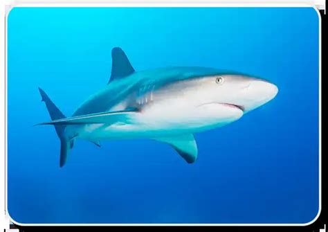 Caribbean Reef Shark Facts: Habitat, Social Behavior, Offspring & Feeding