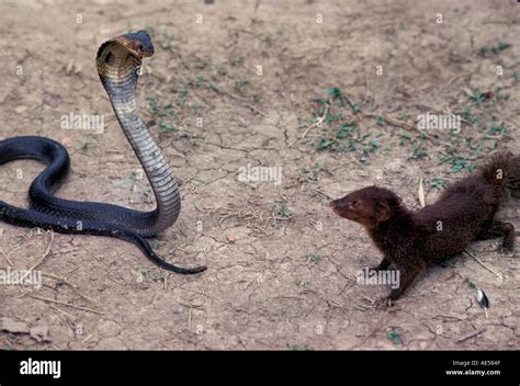 Reptile Snake Indian cobra and mongoose Stock Photo: 940111 - Alamy