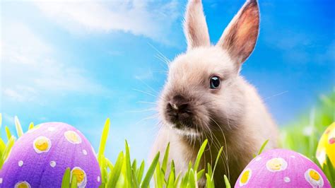 🔥 [47+] Easter HD Wallpapers | WallpaperSafari