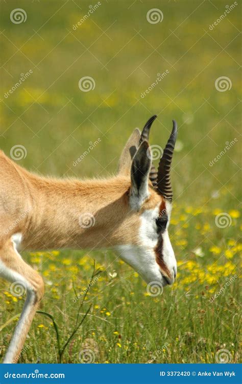 African Springbok Antelope Stock Photo - Image: 3372420