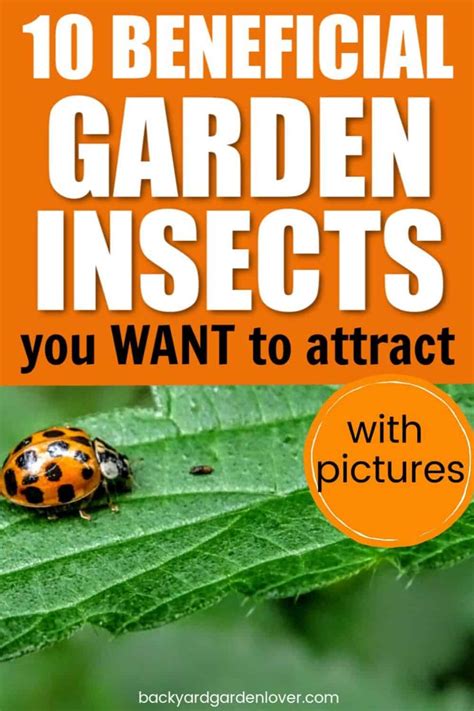 10 Beneficial Garden Insects (With Images)