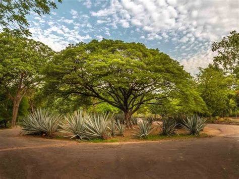 Photographs of the Botanical Garden of Culiacan, Sinaloa 2020 ️