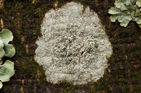 lichenology 101 – Ohio Moss and Lichen Association