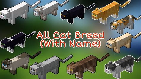 Rarest Cat Minecraft