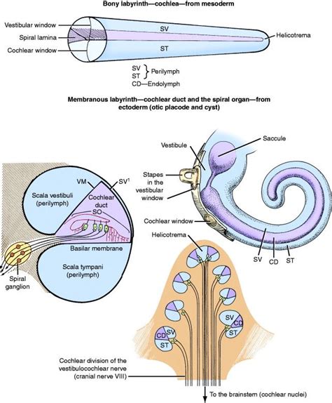 helicotrema cochlea - Sök på Google Medicine Pictures, Nervous System Anatomy, Ear Anatomy ...