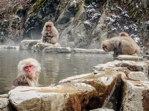 Nagano Snow Monkeys - how to visit Jigokudani Monkey Park - CK Travels