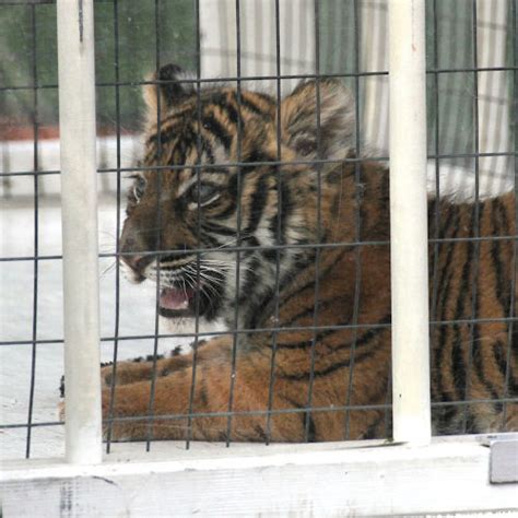 The Live "Obie" Tiger Mascot | Massillon Washington High School Alumni ...