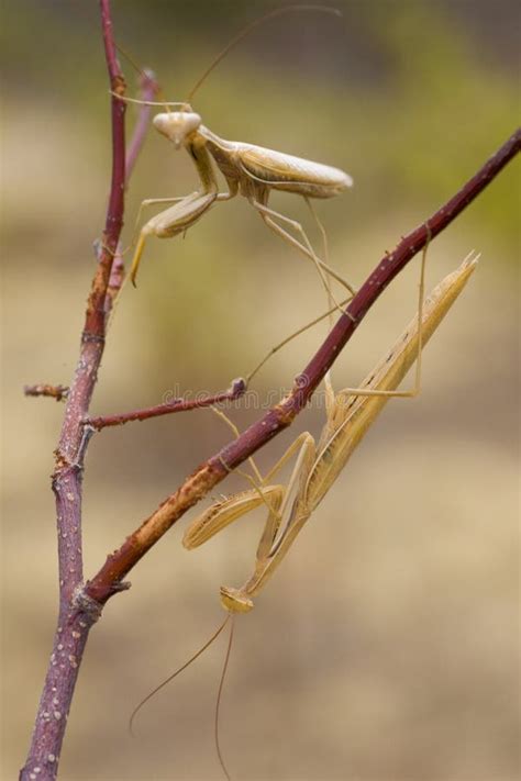 Two yellow praying mantis stock image. Image of insect - 12285663