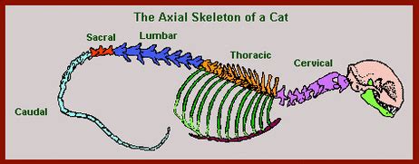 Body structure - Mammals