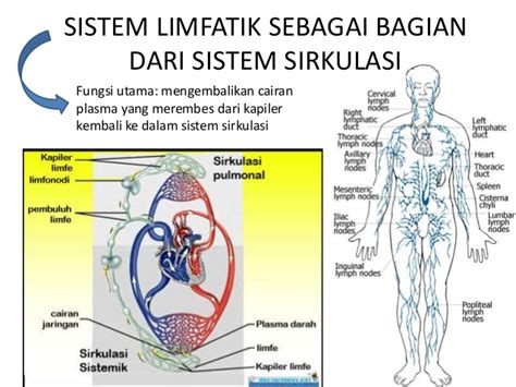 Peranan Sirkulasi Limfatik | Sinapu Online