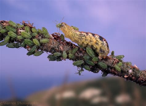 Hoverfly larva eating aphids photo WP05620