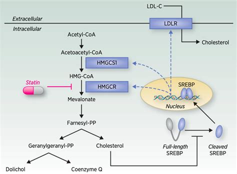 Statins as Anticancer Agents in the Era of Precision Medicine - Penn Lab