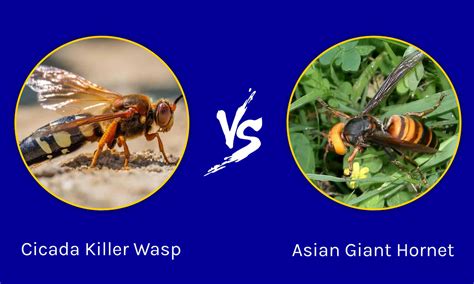 Cicada Killer Wasp vs. Asian Giant Hornet: 5 Key Differences - AZ Animals