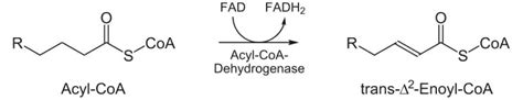 Beta Oxidation - Definition, Steps and Quiz | Biology Dictionary