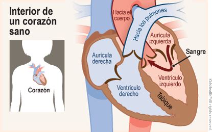 Foramen oval permeable (para Padres) - NAPNAP