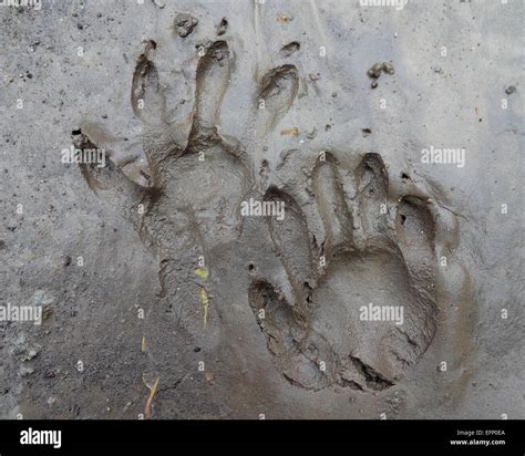 Raccoon tracks in fine mud Stock Photo - Alamy