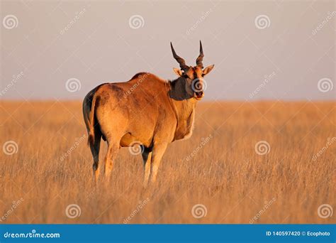 Eland Antelope in Late Afternoon Light Stock Photo - Image of bull ...