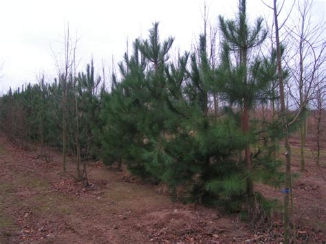 Wood properties and uses of Scots Pine in Britain - Tilhill Forestry