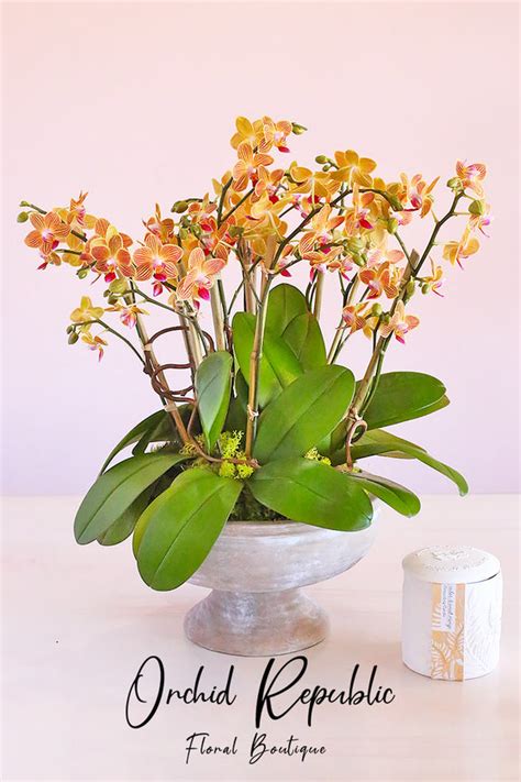 Sunset Beach Orchids - Orchid Plant Arrangements Delivery