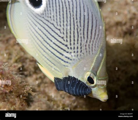 Parasitic fish isopod hi-res stock photography and images - Alamy