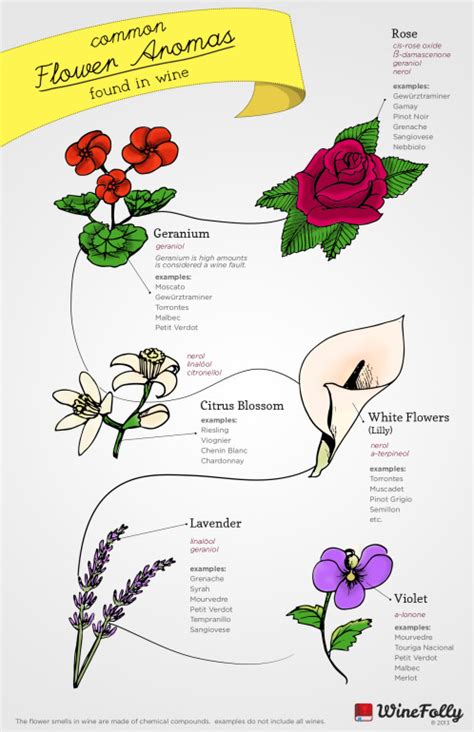 6 Common Flower Aromas in Wine | Wine Folly